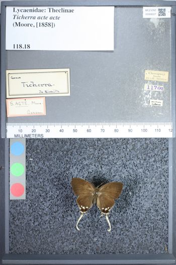 Media type: image;   Entomology 68027
